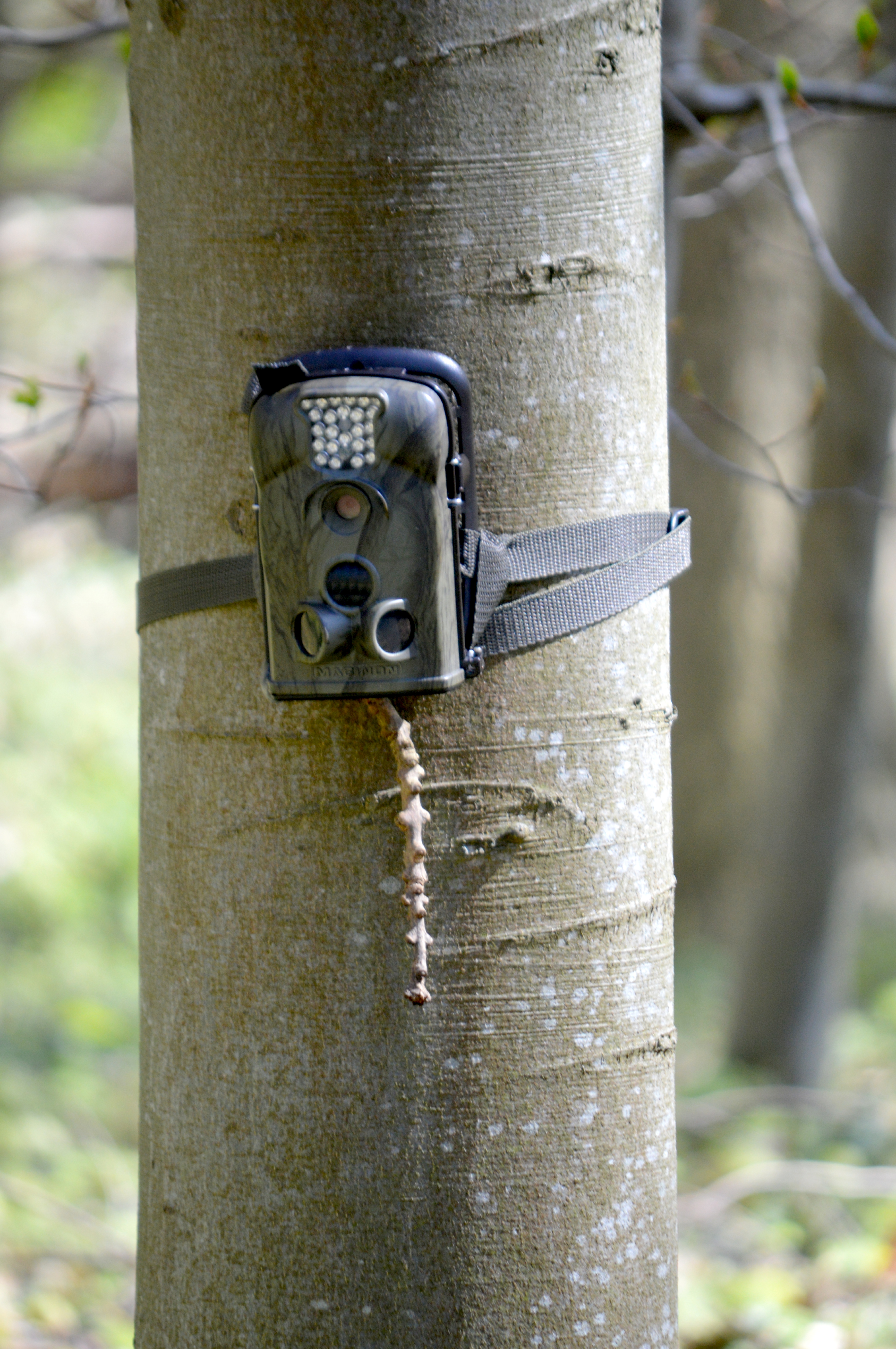 WILDLIFE CAMERA